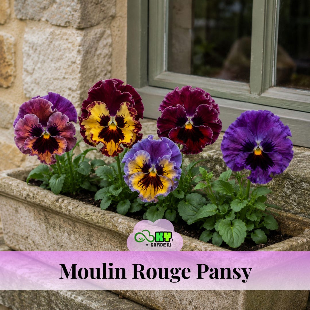 Nature Antique Shades Viola (pansy) Seeds - Cold Resistant - Open