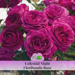 15s|Celestial Night Floribunda Rose Seeds , Cold Resistant, Deciduous, Beautiful Blooming Flowers –Planting in Late Fall/Early Spring