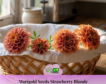 Marigold Seeds Strawberry Blonde Seeds - Open-Pollinating -Potted -Draft Resistant -Cold Resistant -Dwarf -Plant in Spring/After frost