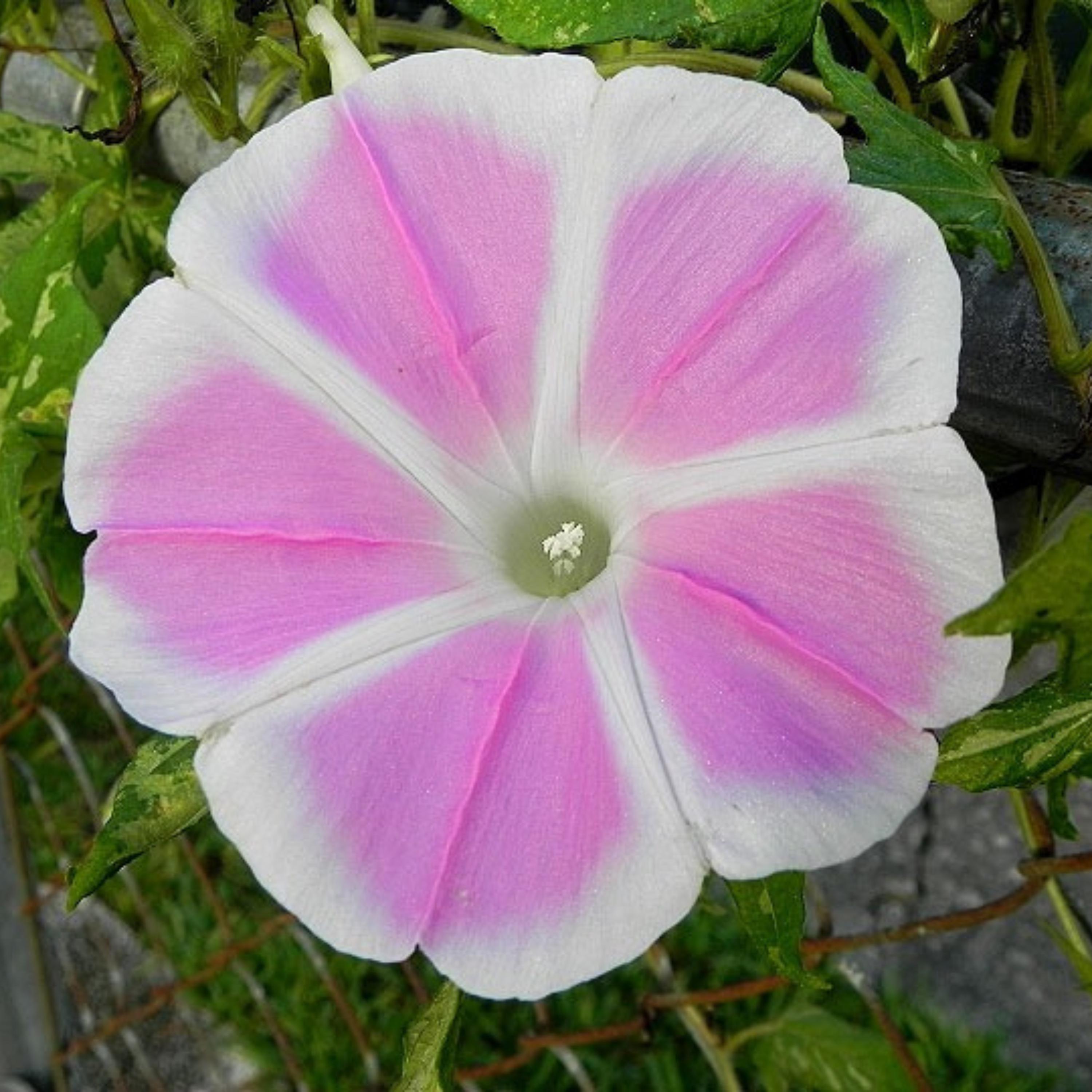 momo★flower Pink Fuji No Momo Morning Glory Seeds - Fast Growing, Climbing