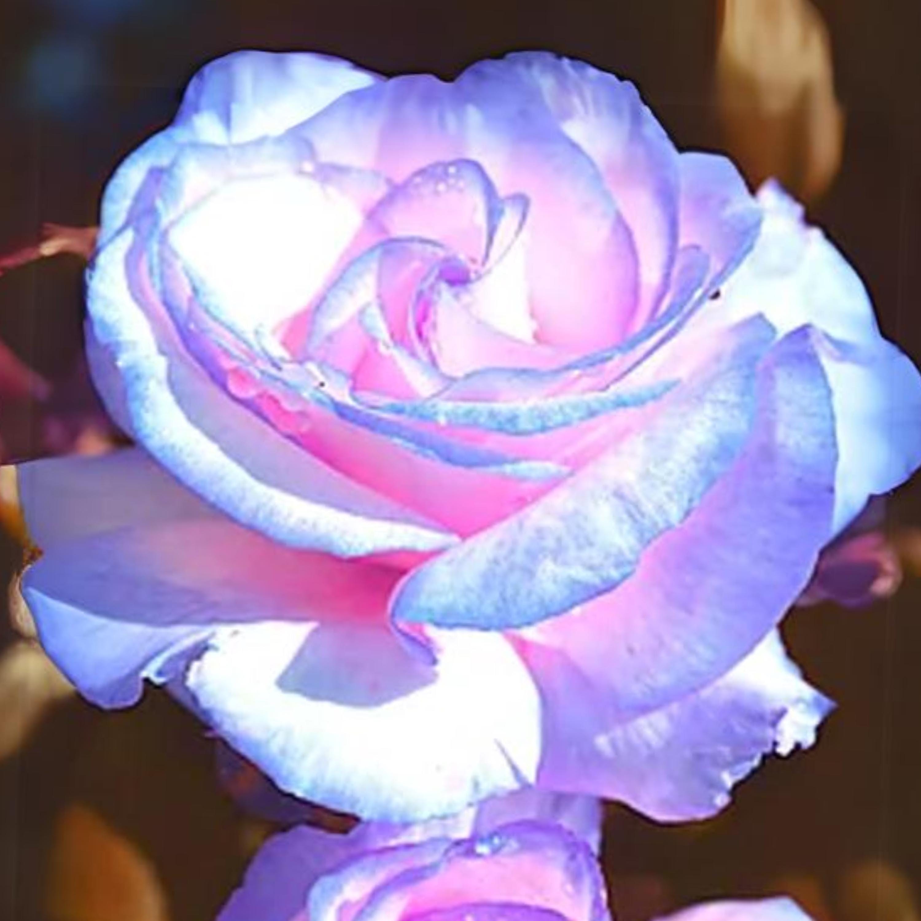 15s|blue Stifling Remorse Rose Seeds - Perennial, Open-pollinating