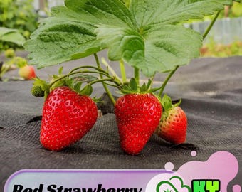 Newest Addition to the Summer Series! Strawberry 'summer Breeze
