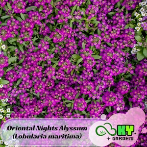 Oriental Nights Alyssum (Lobularia maritima) Seeds - Cold Resistant - Open-Pollinating - Drought Tolerant - Plant in Early Spring #309