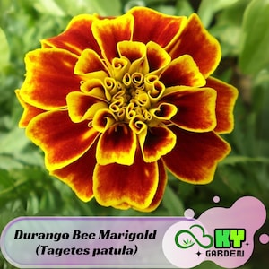 May include: Close-up of a Durango Bee Marigold flower (Tagetes patula) with vibrant red and yellow petals. The flower's center is a dense cluster of yellow petals. The image includes the text "Durango Bee Marigold (Tagetes patula)" and a garden logo.