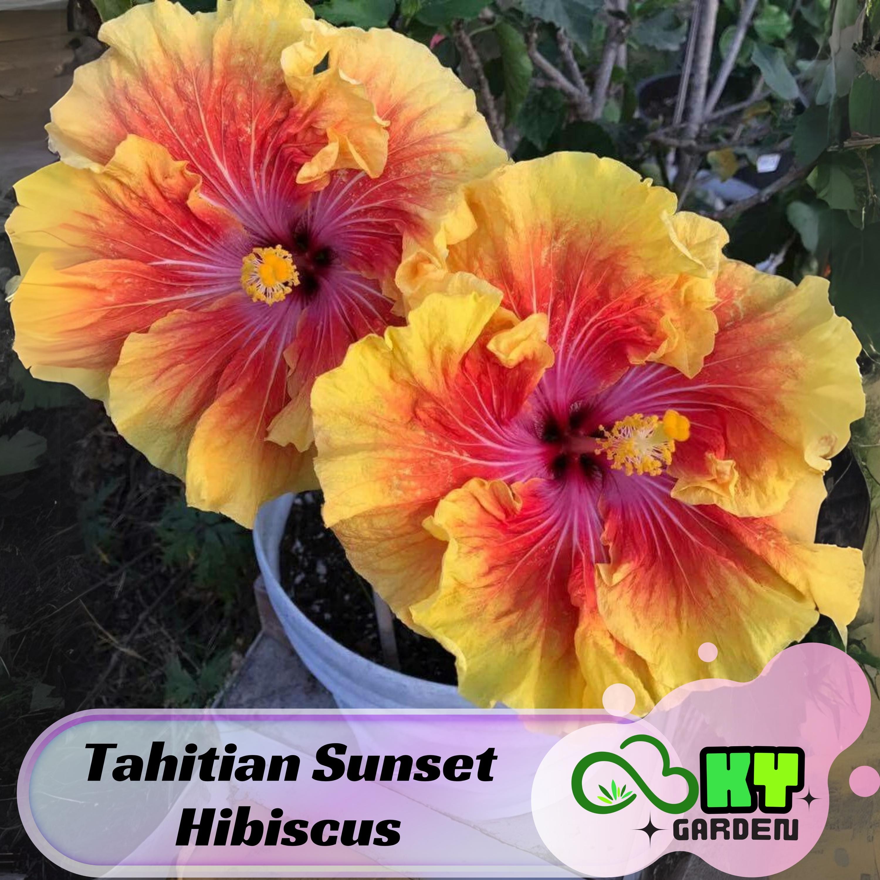 Tahitian Sunset Hibiscus Seeds - Edible, Cold Resistant, Showy