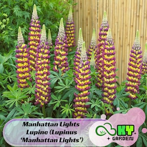 May include: A close-up of a cluster of purple and yellow lupine flowers, with the text 'Manhattan Lights Lupine (Lupinus 'Manhattan Lights')' at the bottom of the image.
