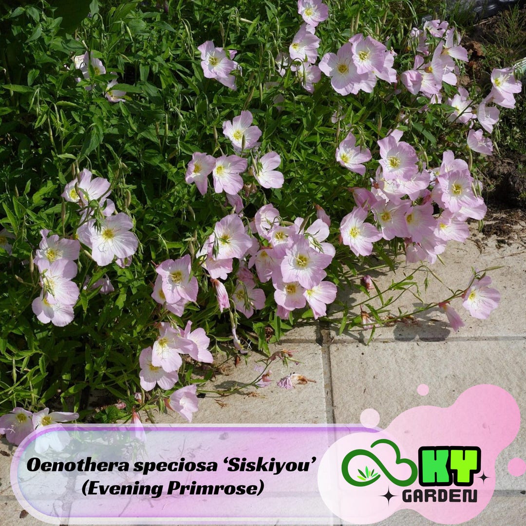 Oenothera Speciosa ‘siskiyou’ (evening Primrose) Seeds showy Blooms