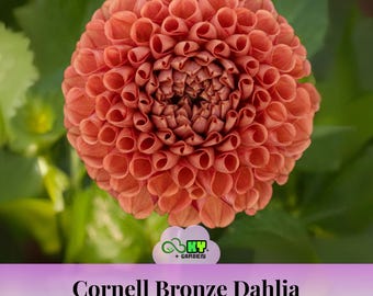 Cornell Bronze Dahlia Seeds - Attracts Pollinators, Long Blooming
