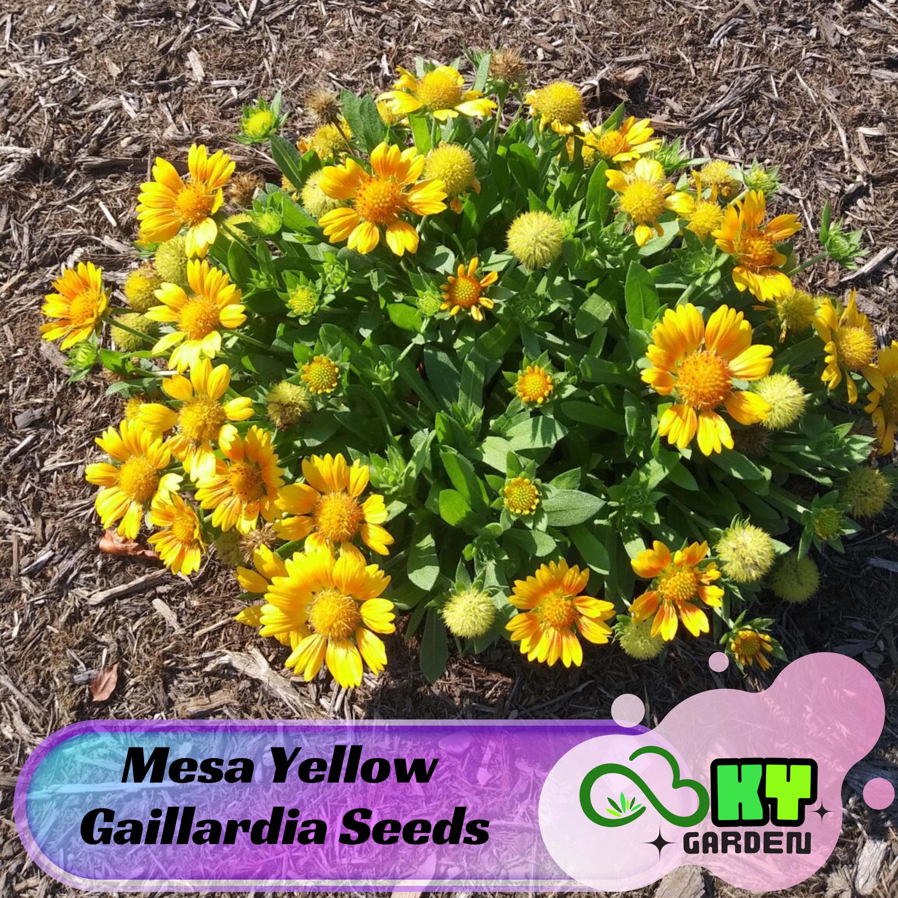 Gaillardia Aristata Arizona Apricot Arizona Sun Dwarf Gaillardia