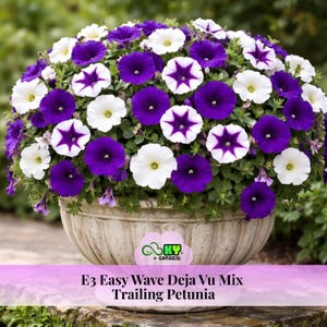 May include: A stone planter overflowing with vibrant petunias. The flowers display a mix of white and deep purple blooms, some with star-shaped patterns. The text "E3 Easy Wave Deja Vu Mix Trailing Petunia" is visible at the bottom.