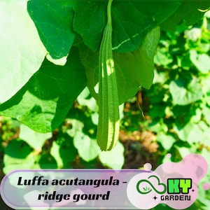 May include: A close-up of a green ridge gourd, Luffa acutangula, hanging from a vine with large green leaves. The image includes the text "Luffa acutangula - ridge gourd" and a logo for "KY GARDEN".