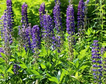 Lupinus Rivularis (riverbank Lupine) Seeds - Fast Growing, Drought