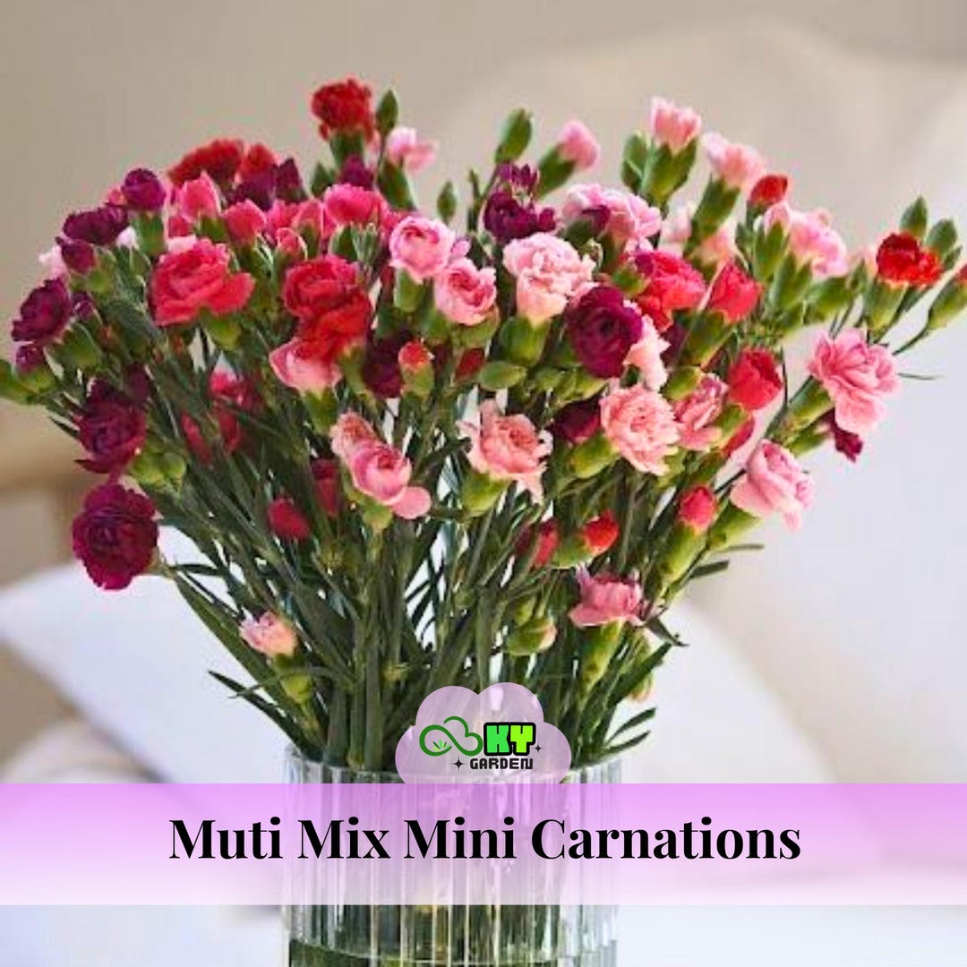 Muti Mix Mini Carnations Seeds - Showy Blooms, Compact Growth, Attracts ...