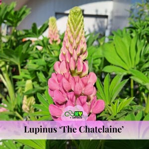 May include: A close-up of a pink and green lupine flower, with the text "Lupinus 'The Chatelaine'" at the bottom. The flower is surrounded by green leaves. The flower's petals are a vibrant pink, and the top is green.