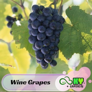 Wine Grapes Seeds - Edible, High Yield, Fragrant Flowers, Drought Tolerant, Suitable for Wine Making - Plant in Spring/Fall