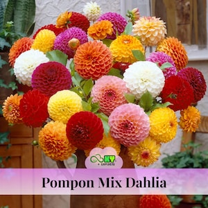 Pompon Mix Dahlia Seeds - Attracts Pollinators, Long Blooming Season, Vibrant Colors, Excellent Cut Flower, Plant in Spring