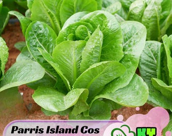 Parris Island Cos Romaine Lettuce Seeds - Annual - Edible, Fast Growing, High Yield, Crisp Texture, Disease Resistant - Plant in Spring/Fall