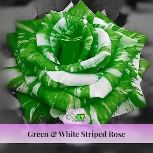 15s|Green and White Striped Rose Seeds , Cold Resistant, Open-Pollinating, Beautiful Blooming Flowers – Planting in Fall/Early Spring
