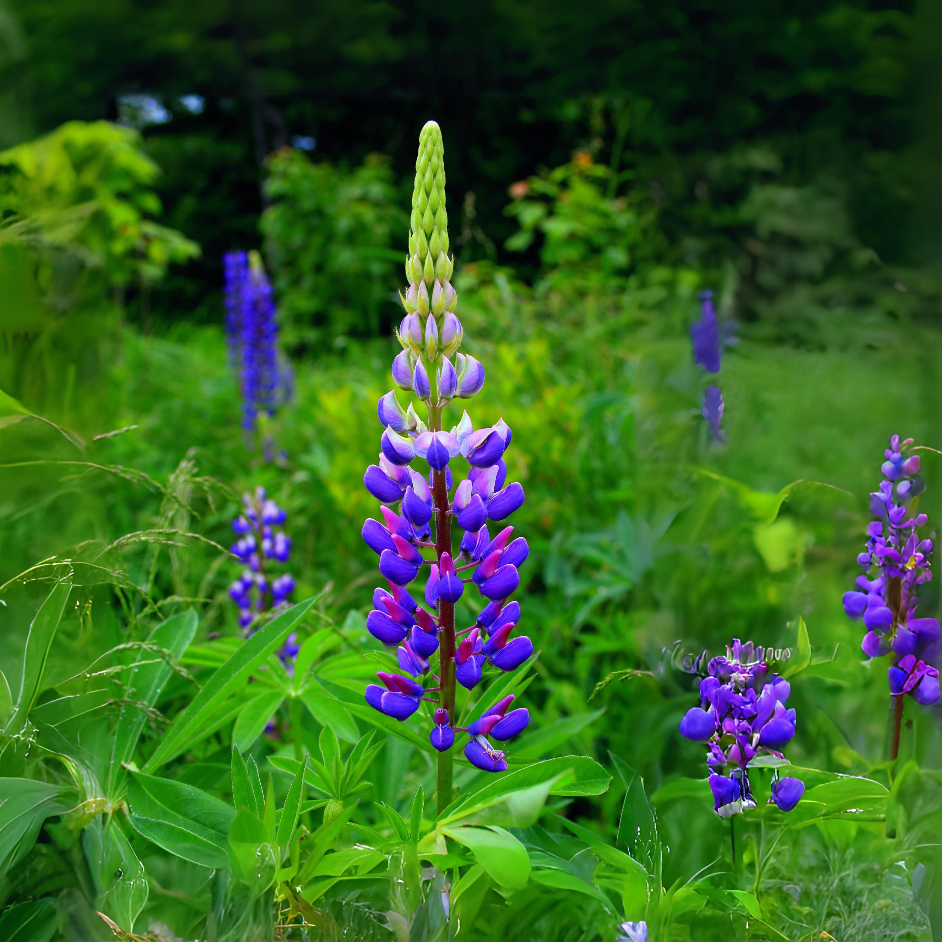 Lupinus Rivularis (riverbank Lupine) Seeds - Fast Growing, Drought