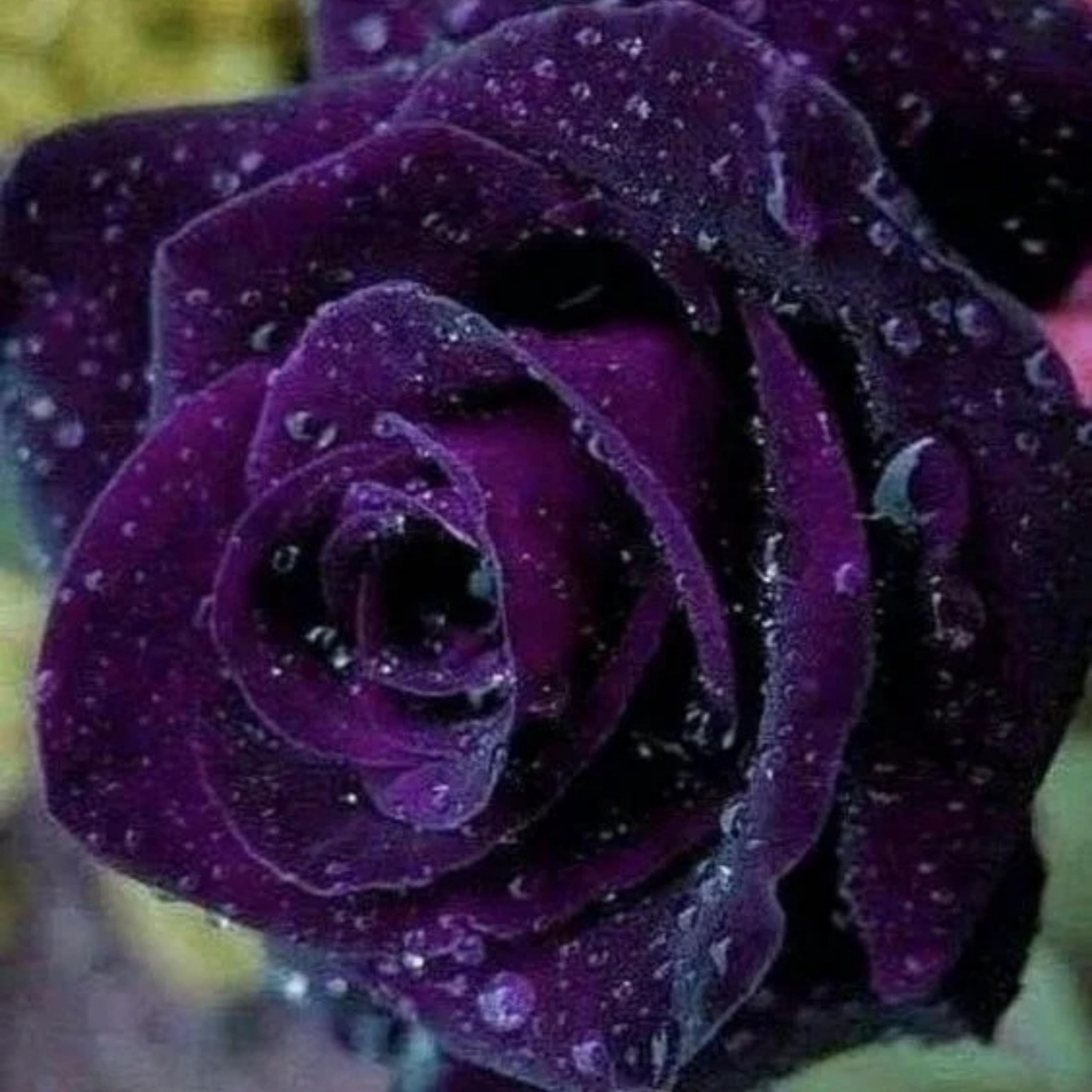 20 Rare Purple Rose Seeds – Easy Germination, Perennial, Ideal For Home Gardens