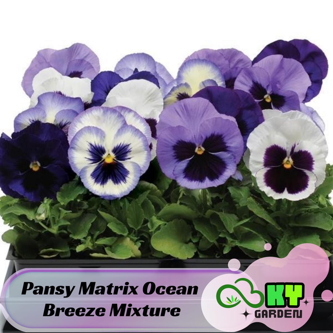Pansy Matrix Ocean Breeze Mixture Seeds - Cold Resistant - Self ...