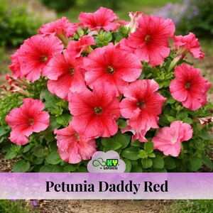 Daddy Red Petunia Seeds – Large Deep Red Blooms – Veined Flowering Annual – Easy Grow Garden Plant – Beds Pots & Hanging Baskets