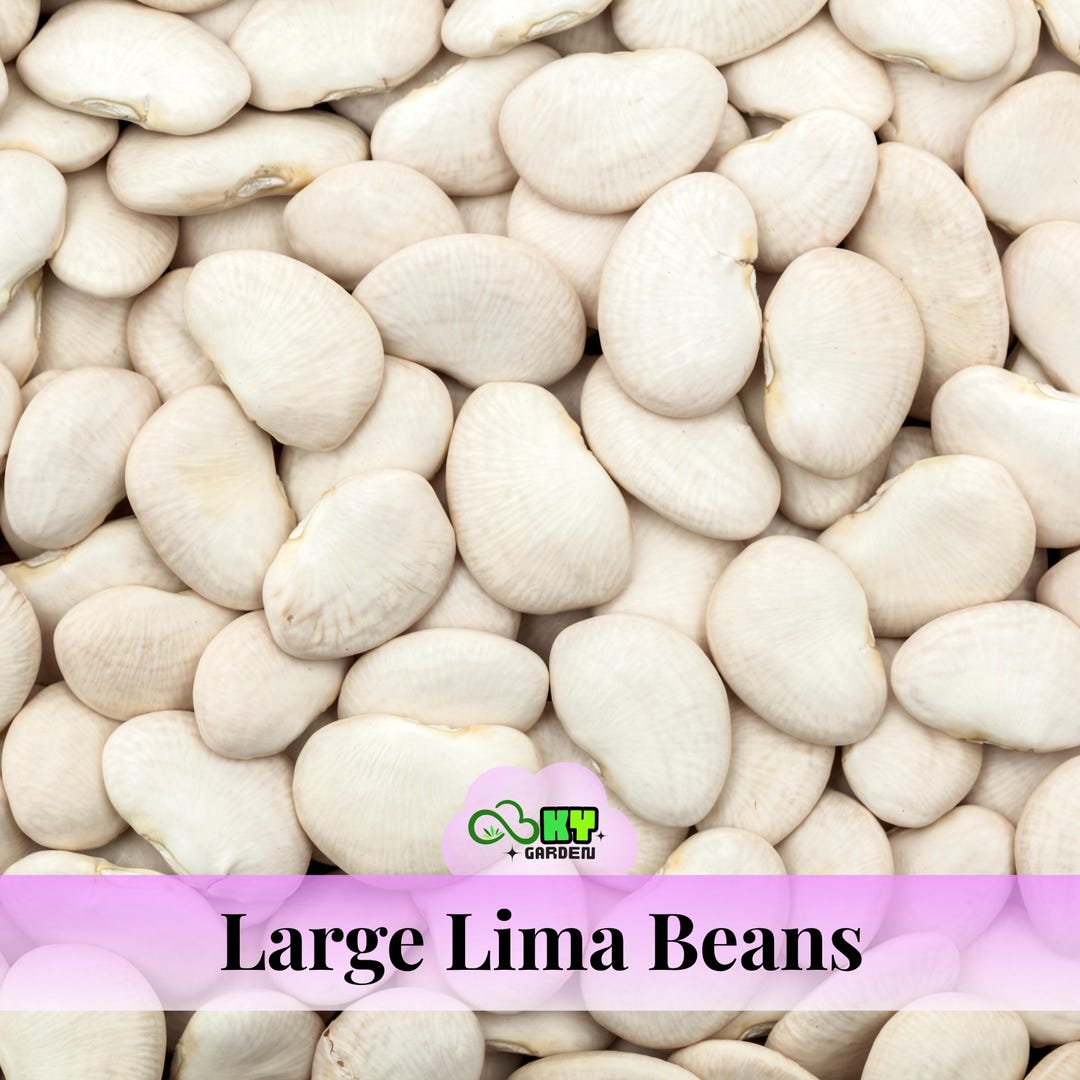 Large Lima Large Lima Beans Seeds – Heirloom Butter Bean – High Yield Garden Bean ...