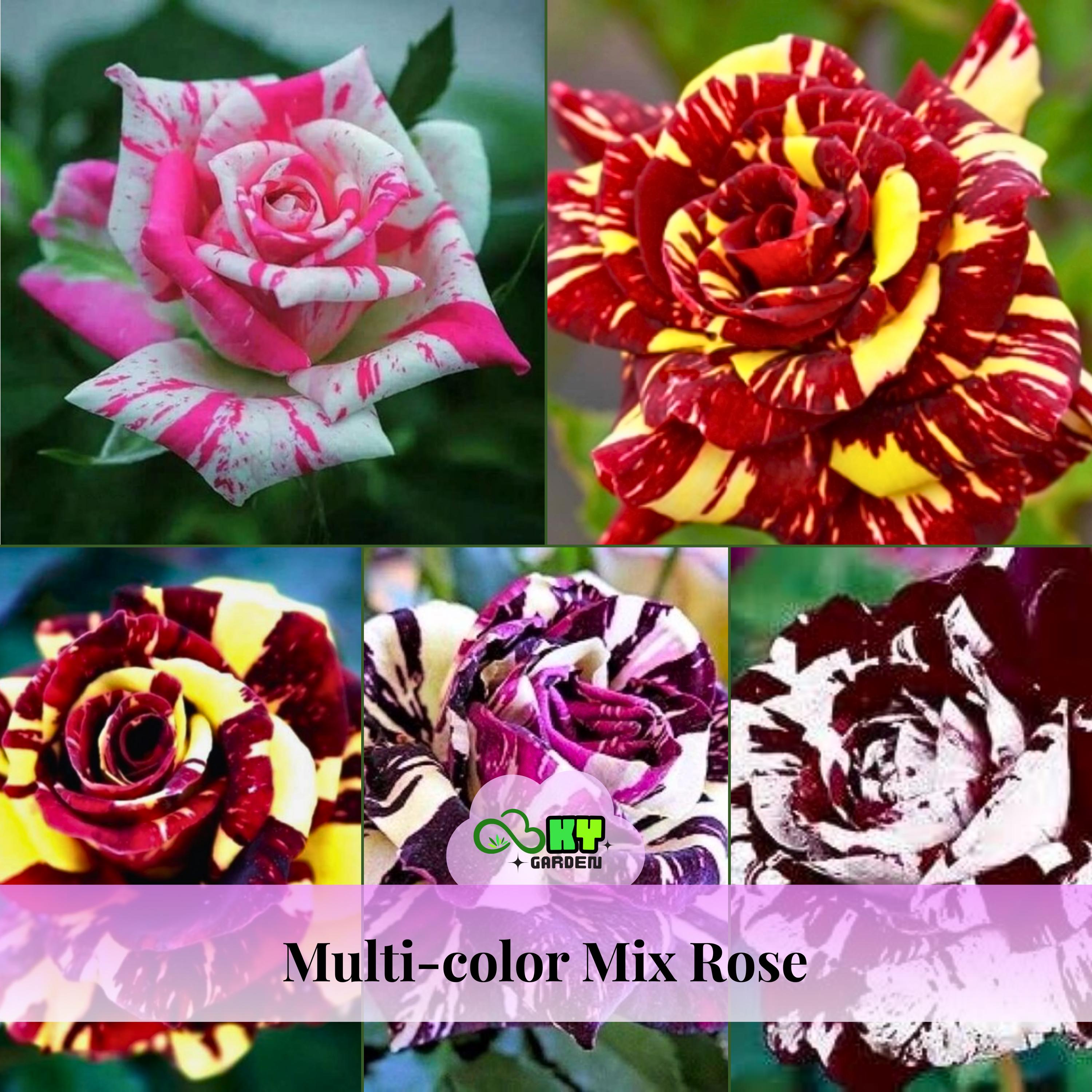 15s|multi-color Mix Rose Seeds - Cold Resistant, Open-pollinating