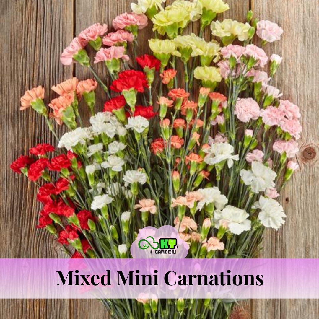 Mixed Novelties Mini Carnation Seeds - Showy Blooms, Compact Growth ...