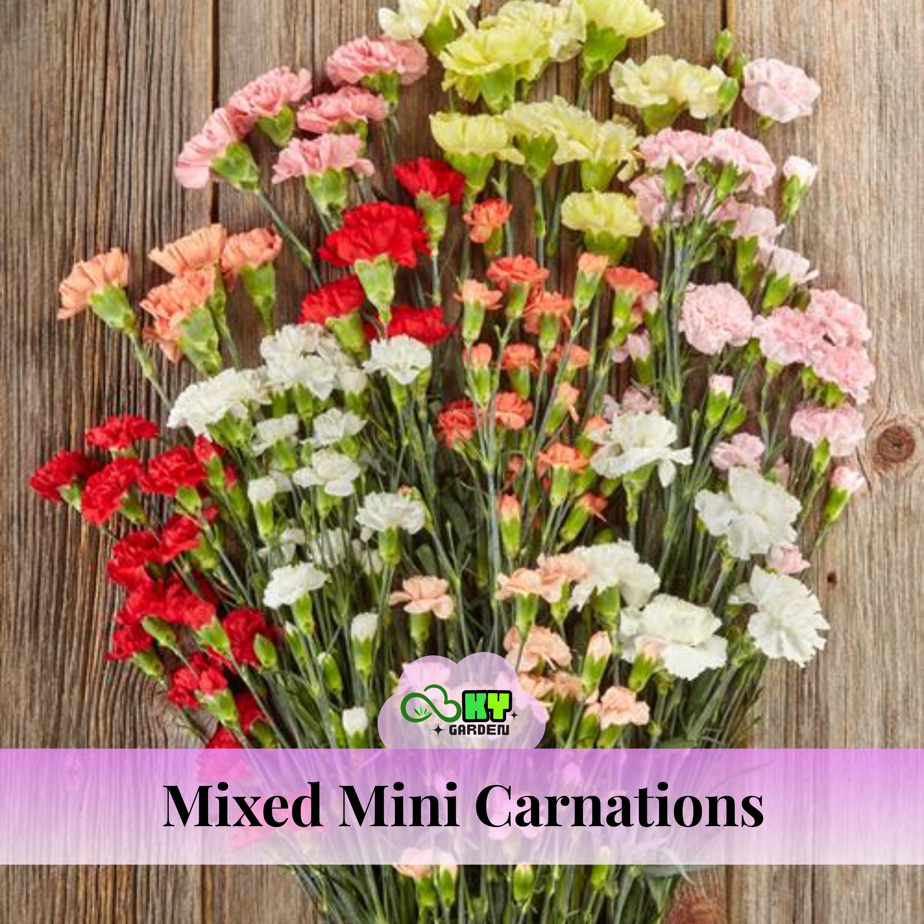 Mixed Novelties Mini Carnation Seeds - Showy Blooms, Compact 