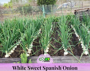 All American Parsnip Seeds - Biennial - Edible, Cold Resistant, High Yield, Sweet Flavor, Long Storage Life - Plant in Early Spring/Fall