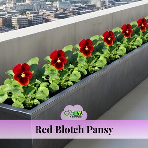 May include: A rectangular, dark gray planter box filled with vibrant red blotch pansies. The flowers have deep red petals with a dark center and yellow accents. The text "Red Blotch Pansy" is displayed below the planter.