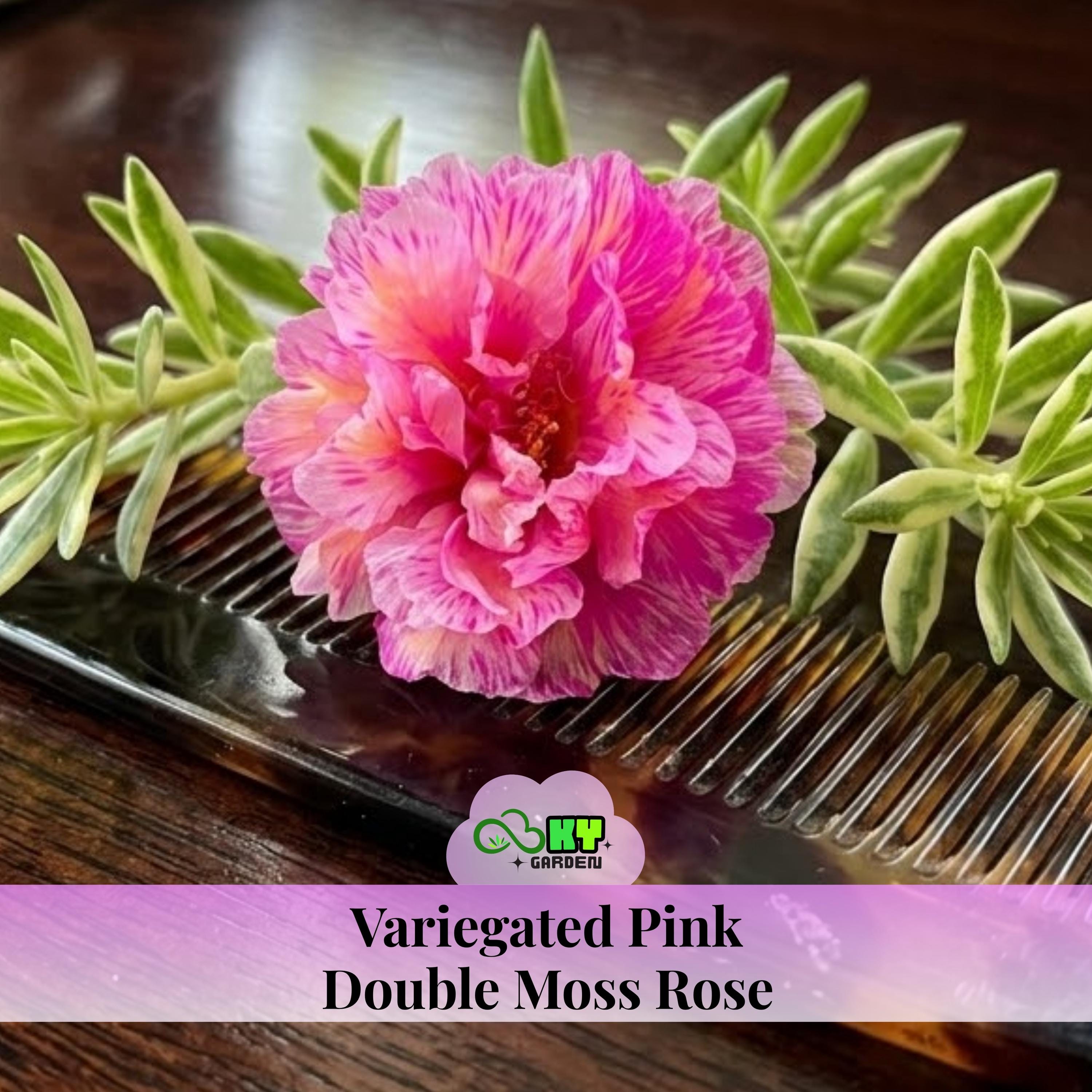 Variegated Pink Double Moss Rose Seeds - Low Maintenance,ground