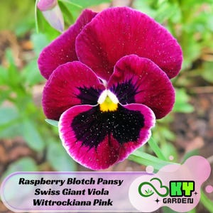 May include: A close-up of a vibrant pink pansy flower with a dark purple center and a yellow center. The flower is called "Raspberry Blotch Pansy Swiss Giant Viola Wittrockiana Pink".
