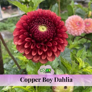 Copper Boy Dahlia Seeds - Attracts Pollinators, Long Blooming Season, Vibrant Colors, Excellent Cut Flower, Plant in Spring