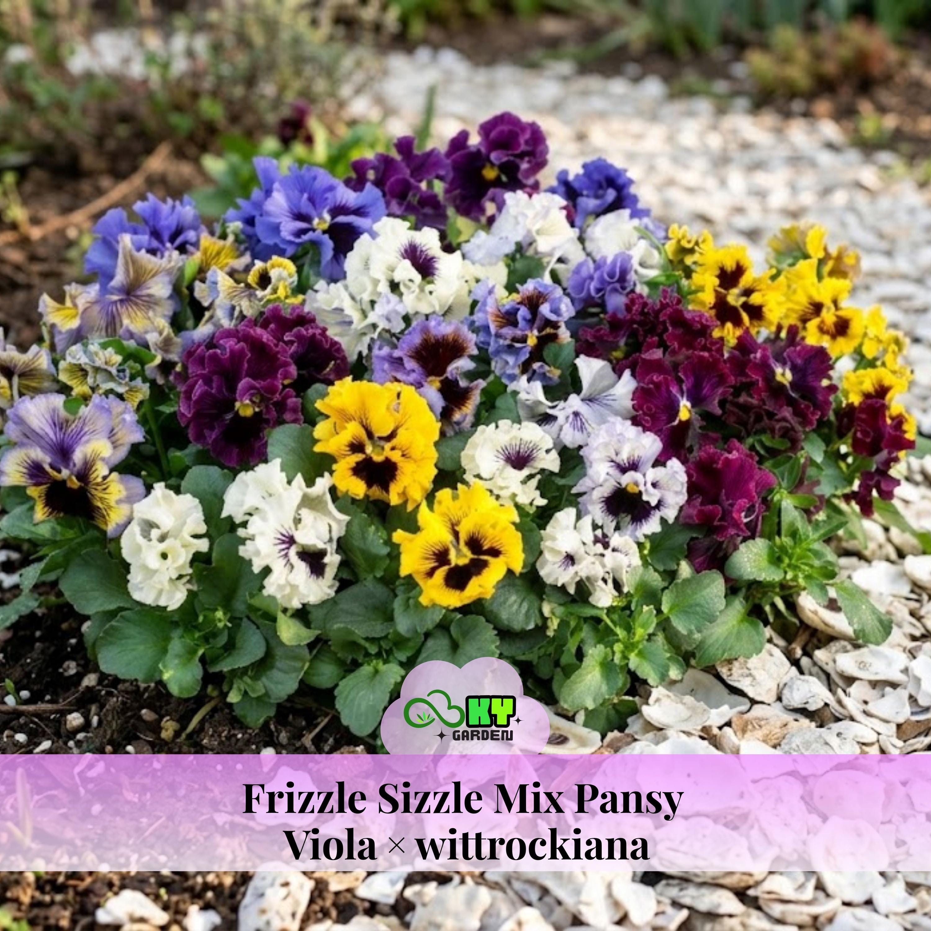 Frizzle Sizzle Mix Pansy Viola × Wittrockiana Seeds - Cold