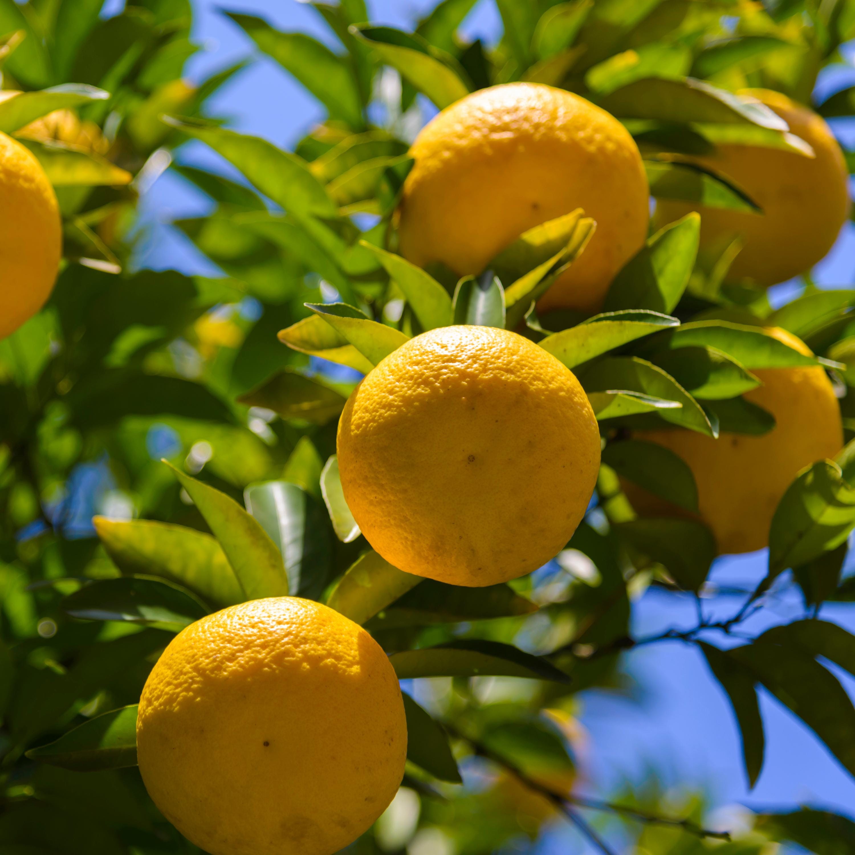 Yuzu Citrus Seeds – Fragrant Lemon Tree Seeds – Japanese Yuzu
