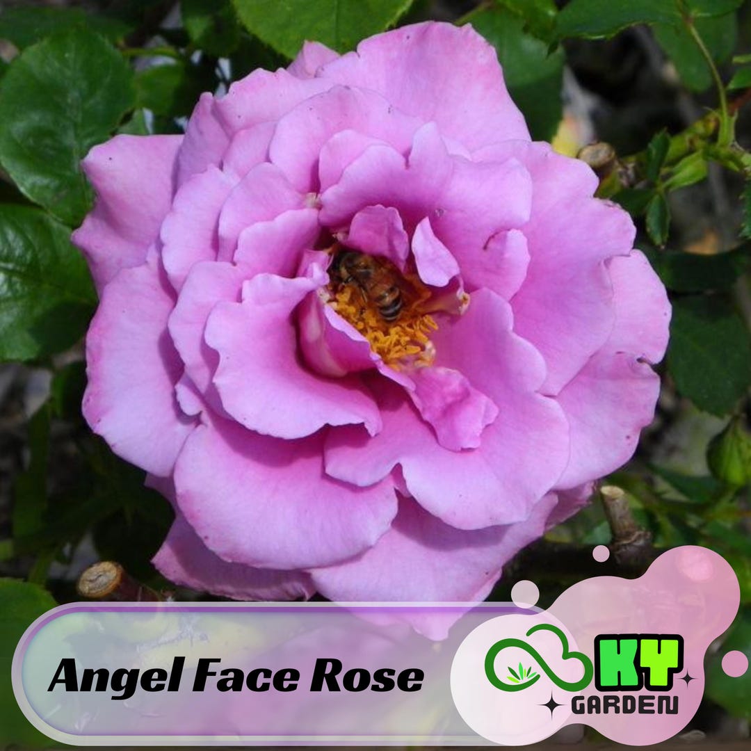 Angel Face Rose Seeds – Perennial, Cold Resistant, Open-pollinating ...