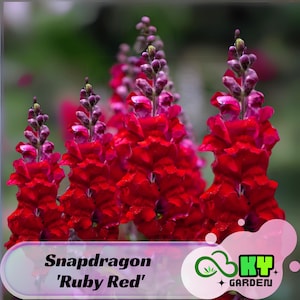 May include: Close-up of a cluster of vibrant red snapdragon flowers with a pink hue at the tips. The flowers are arranged in a bouquet-like formation, with the text 'Snapdragon 'Ruby Red'' visible at the bottom of the image.
