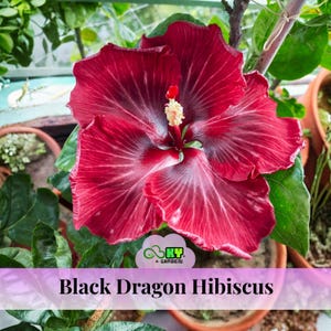 Black Dragon Hibiscus Seeds - Edible, Cold Resistant, Showy Flowers, Attracts Pollinators - Plant in Spring or Early Summer