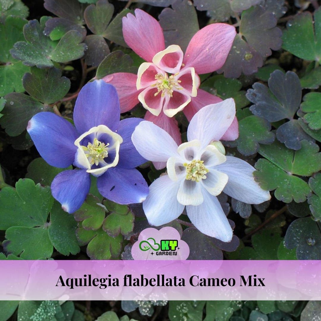 Panola XP Mix Pansy Seeds - Cold Resistant - Open-pollinating