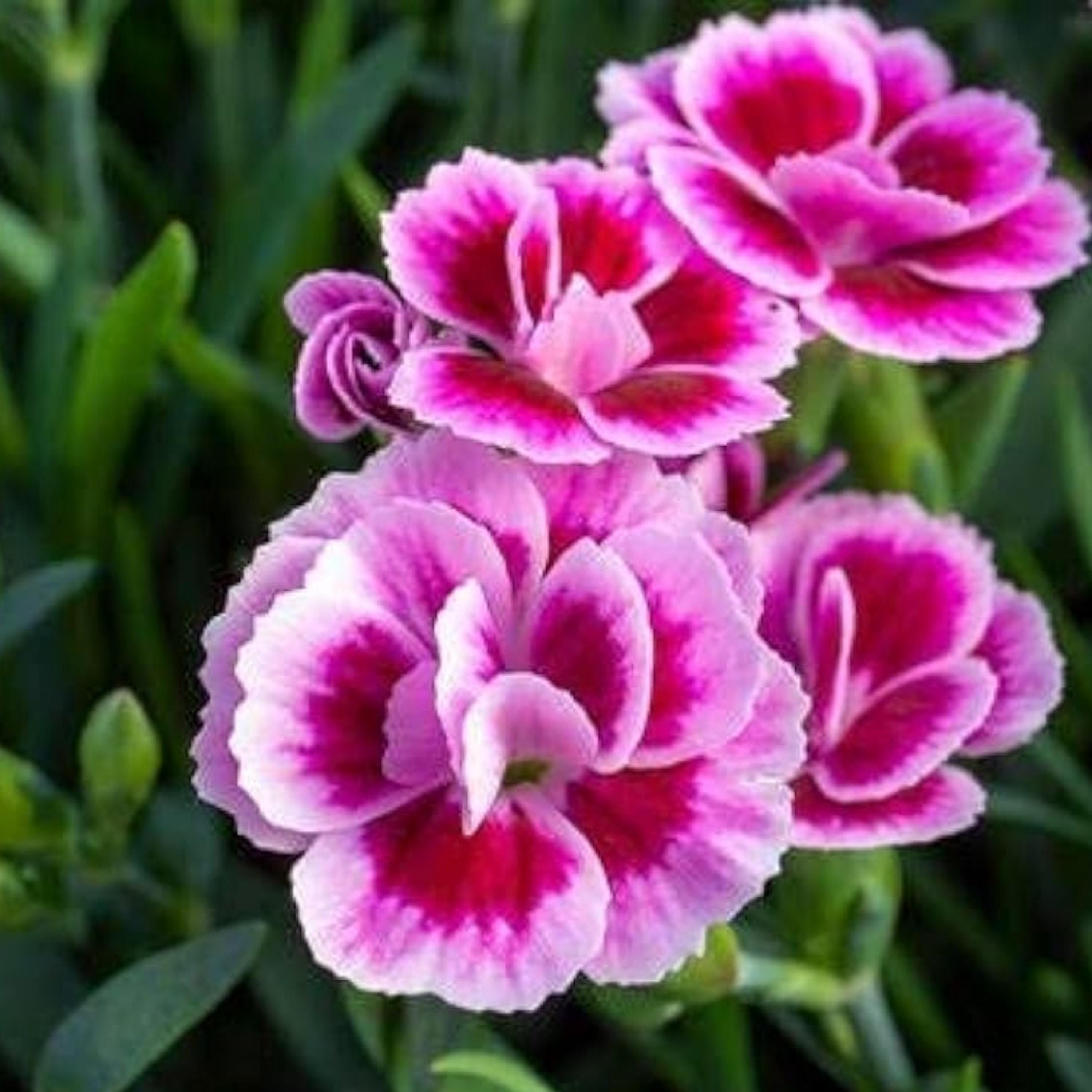 Dianthus Pink Kisses Carnation Seeds - Showy Blooms, Compact