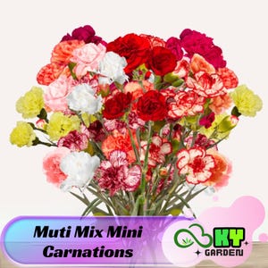 May include: A bouquet of multi-colored mini carnations in shades of pink, red, white, and yellow. The bouquet is arranged in a vase and has a sign that reads "Muti Mix Mini Carnations".