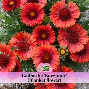 May include: Close-up of Gaillardia 'Burgundy' (Blanket flower) blooms. The flowers are a vibrant red-orange with dark red centers and yellow stamens. Green foliage surrounds the flowers, and the image includes the text "Gaillardia 'Burgundy' (Blanket flower)".