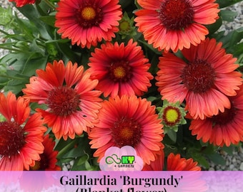 Gaillardia 'Burgundy' (Blanket Flower) Seeds - Drought Tolerant, Attracts Pollinators, Long Blooming Season, Plant in Spring/Fall