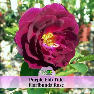 Purple Ebb Tide Floribunda Rose Seeds – Perennial, Cold Resistant, Deciduous, Beautiful Blooming Flowers –Planting in Late Fall/Early Spring