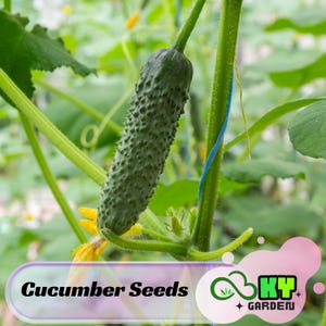 May include: A green cucumber growing on a vine in a greenhouse. The cucumber is attached to the vine with a blue string. The text "Cucumber Seeds" is visible at the bottom of the image.