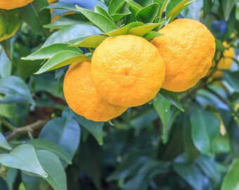 Yuzu Citrus Seeds – Fragrant Lemon Tree Seeds – Japanese Yuzu