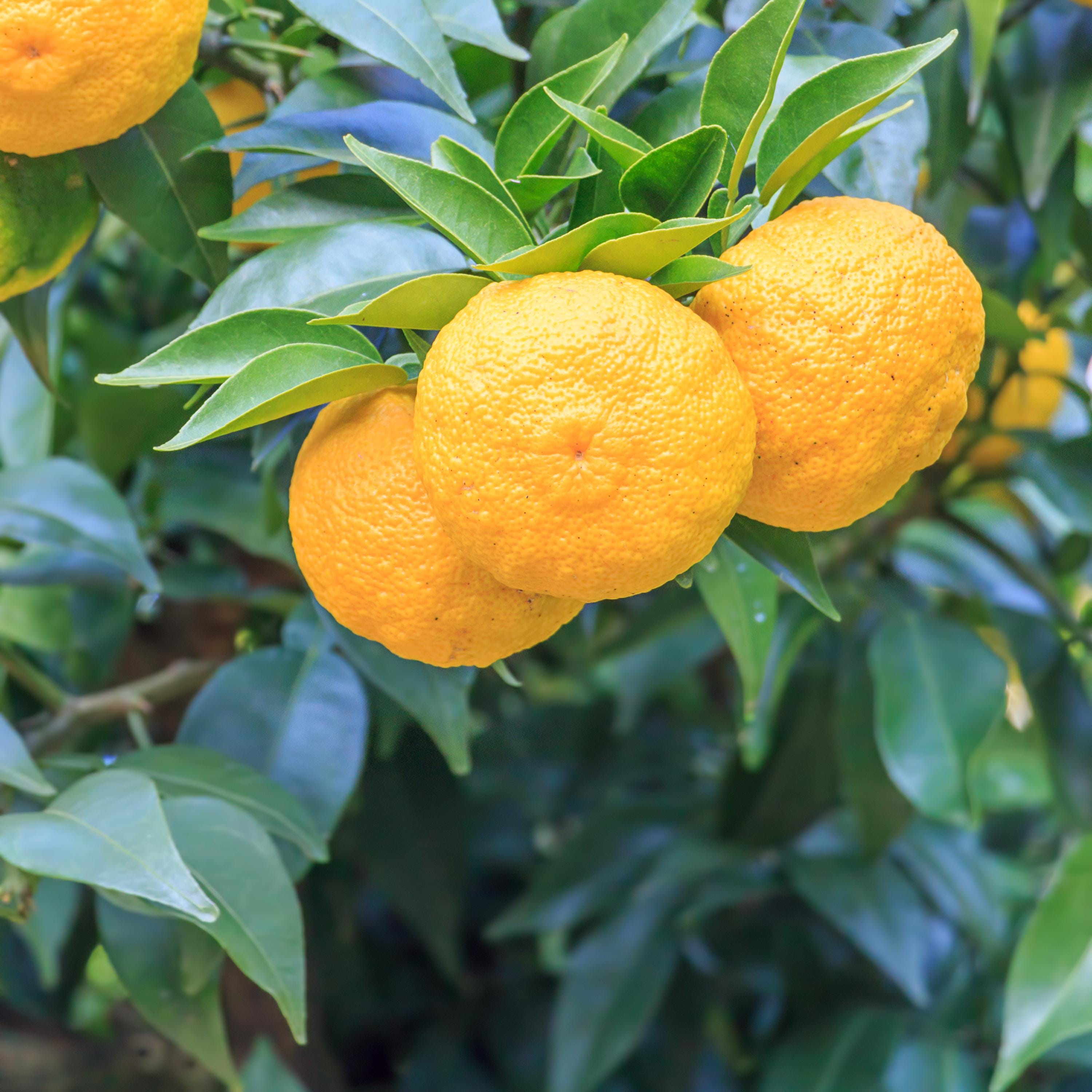 Yuzu Citrus Seeds – Fragrant Lemon Tree Seeds – Japanese Yuzu