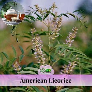 Licorice Seed - Etsy